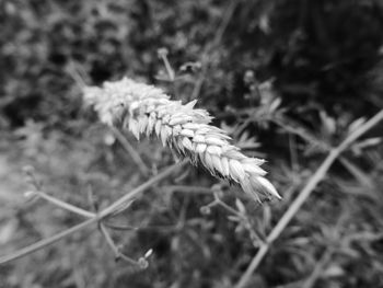 Close-up of plant against blurred background