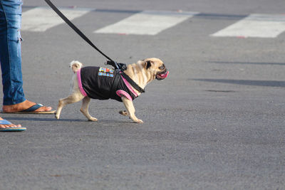 Low section of dog walking on road