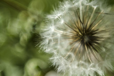 Full frame shot of flower