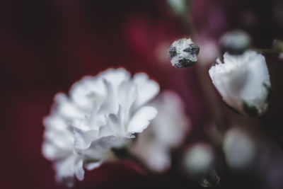 Close-up of red flower