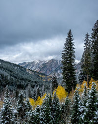 Pine trees on snowcapped mountains against sky