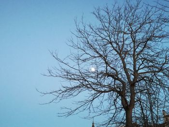 Low angle view of eagle on bare tree against sky
