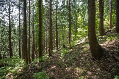 Trees growing in forest