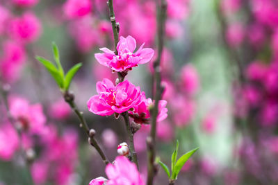 Close-up of pink flowers