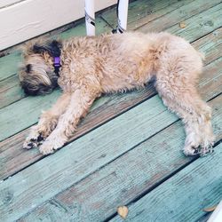 High angle view of brown dog sleeping on boardwalk