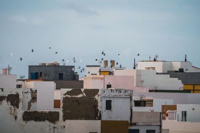 Flock of birds flying above small village, tenerife, spain