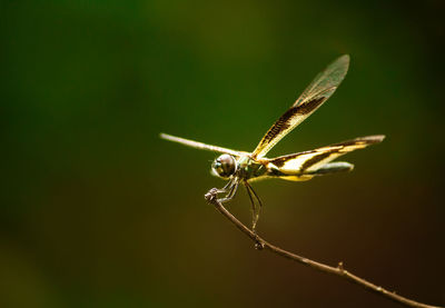 Close-up of insect