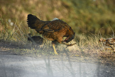 Side view of a bird on field