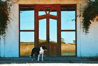 Dog by window against sky