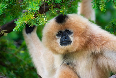 Close-up of monkey on tree