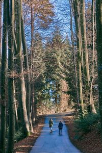 Rear view of people walking on road in forest