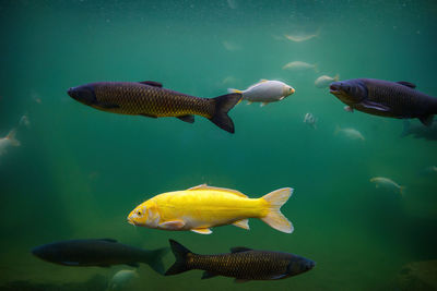 Different varieties of fish swimming in a pond underwater view