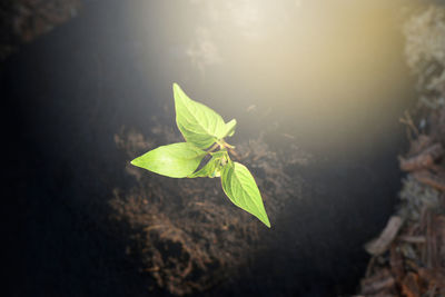 High angle view of plant leaves