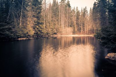 Reflection of trees in lake