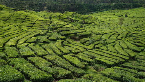 High angle view of corn field