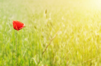 Close-up of poppy on field