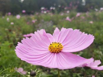 Close-up of pink cosmos flower