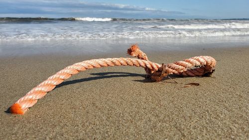 Close-up of crab on sand