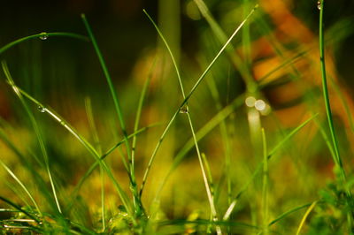 Close-up of insect on grass