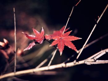 Close-up of maple leaves