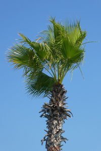 Low angle view of palm tree against clear blue sky