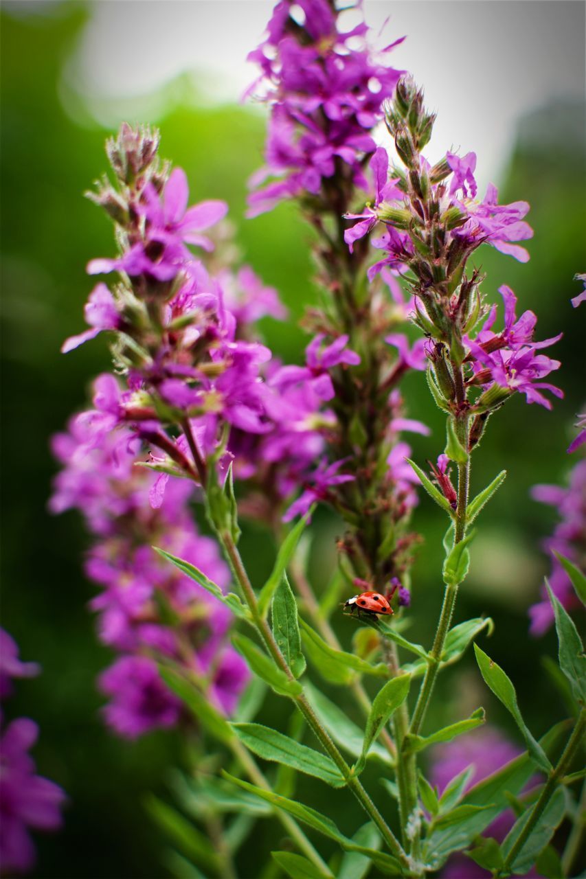 CLOSE-UP OF PURPLE FLOWERING PLANT