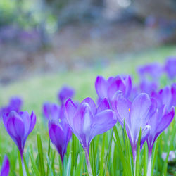 Close-up of purple crocus blooming on field