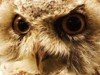 Close-up portrait of owl