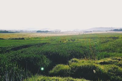 Scenic view of grassy field