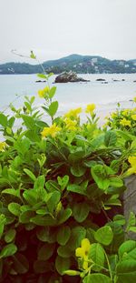 Close-up of plants against sea