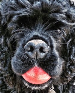 Close-up portrait of dog