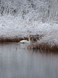 View of birds in lake during winter