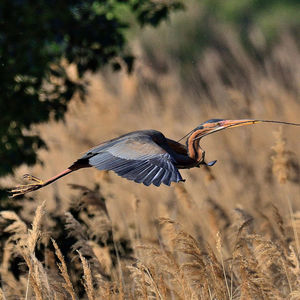 Side view of a bird flying over land