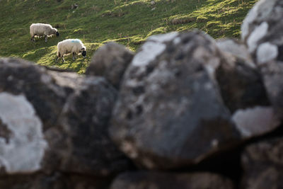 Close-up of sheep grazing on field