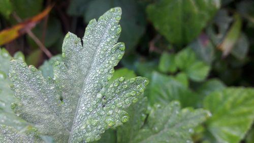 Close-up of raindrops on leaves