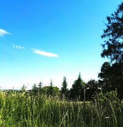 Scenic view of field against clear sky