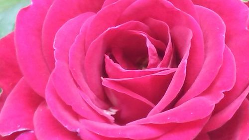 Close-up of pink rose