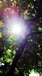 Low angle view of sunlight streaming through tree