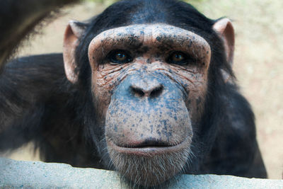 Close-up portrait of a monkey