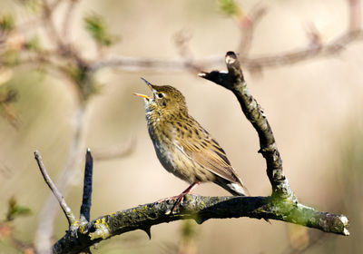 Close-up of bird perching on branch