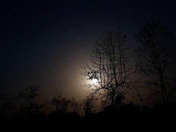 Low angle view of silhouette plants against sky at night