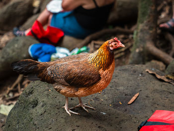 domestic animals