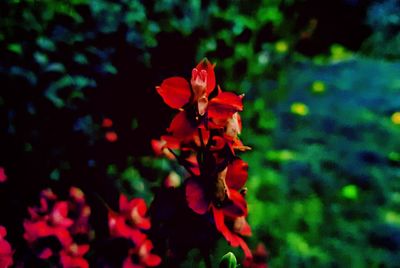 Close-up of red flowers blooming outdoors