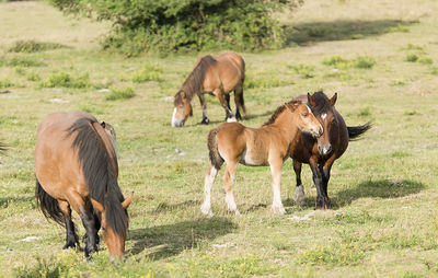 Horses grazing on field