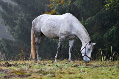 Horse grazing on field