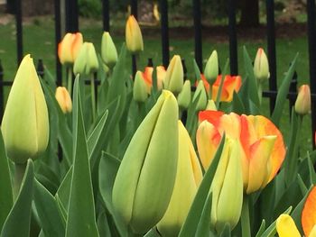 Close-up of tulips