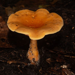 mushroom