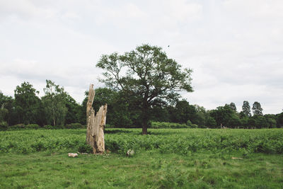 Trees on field against sky