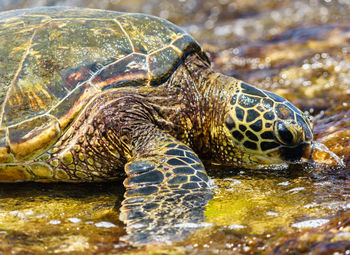 Close-up of turtle in sea