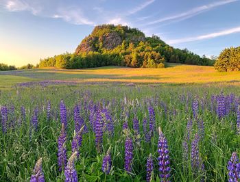 Scenic view of flowering trees on field against sky